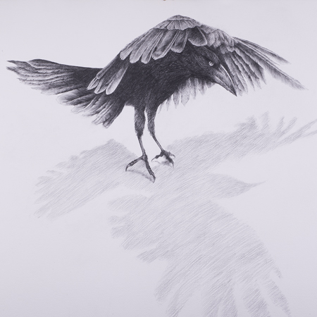 Five-Toed Crow