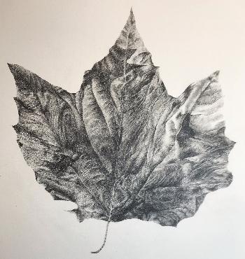 Sycamore Leaf - sold
