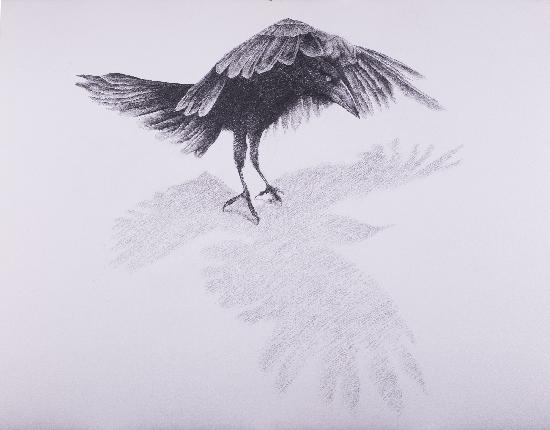 Five-Toed Crow