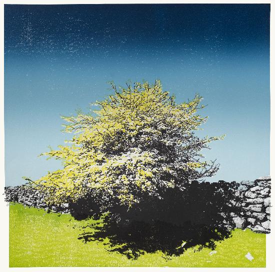 Hawthorn in Bloom, South Dartmoor