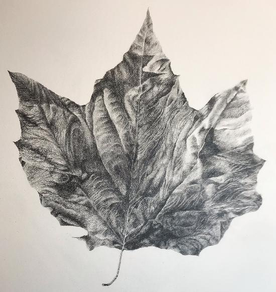 Sycamore Leaf - sold