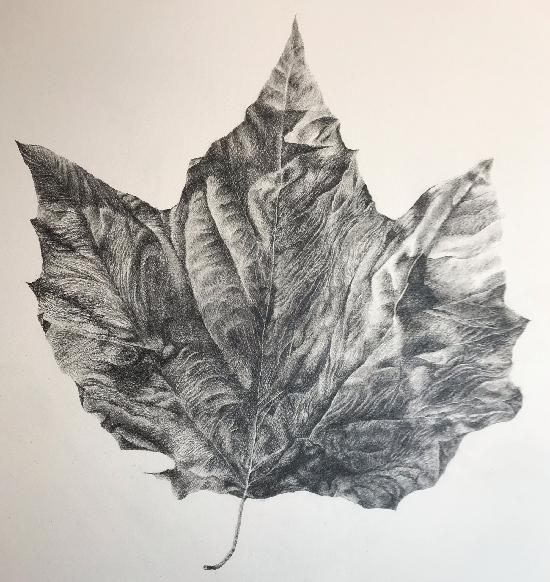 Sycamore Leaf