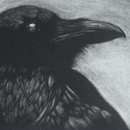 Corvus