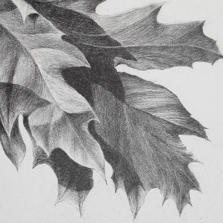 Charcoal, pastel and graphite pencil drawings