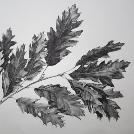 Oak Leaves