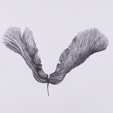 Sycamore Seeds (sold)
