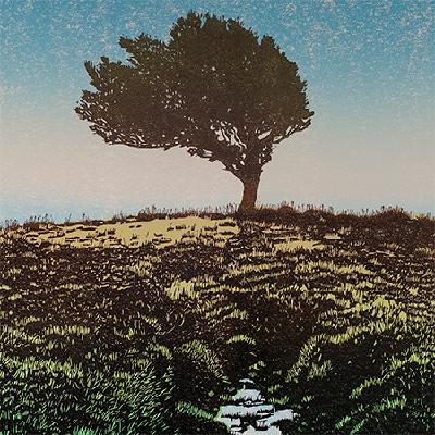 Holly Tree, Dartmoor